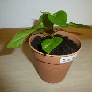 Moruga_Red_20130224b