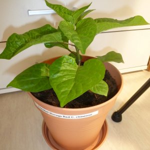 Moruga_Red2_20130310