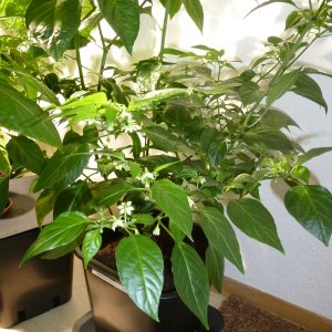 Habanero_Francisca_20130310