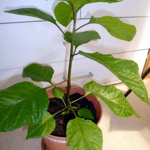 Moruga_Red1_20130316