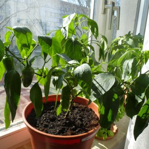 Jalapeno_20130316