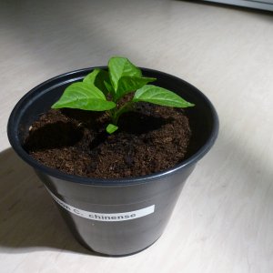 Limon2_20130317
