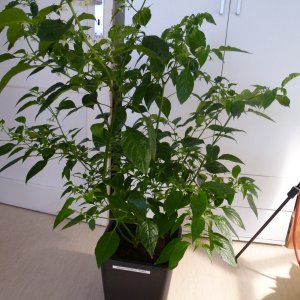 Habanero_Francisca_20130320