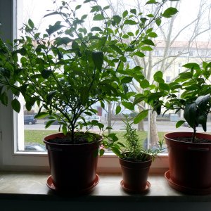 Limon_Jalapeno_20130329