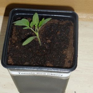 Tomate_Red_Cherry_20130329