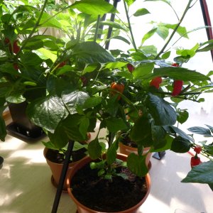 Fatalii_20130330