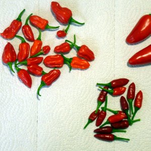 Ernte_20130403