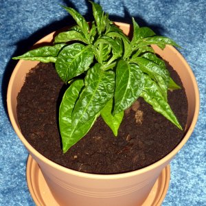 Limon2_20130417
