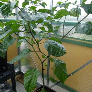 Trinidad_Scorpion_Moruga_20130501