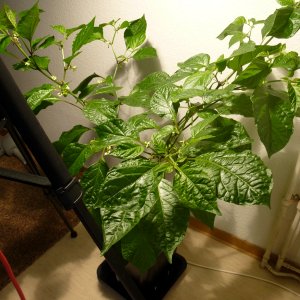 X-Strain_20130501