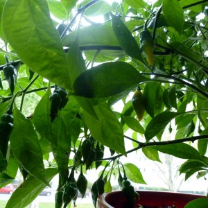 Limon_20130503b