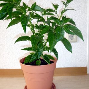 Limon2_20130509