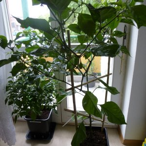 Moruga_Francisca_20130523
