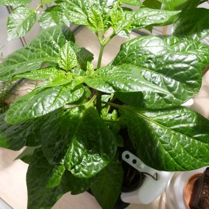Fatalii_20130530
