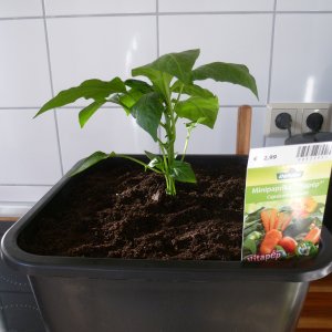 Snackpaprika_20130607