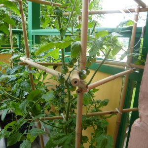 Tomate_Red_Cherry_20130615