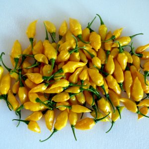Limon_20130622