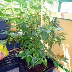 Habanero_Francisca_20130714