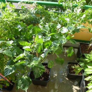 Chilibalkon_20130803