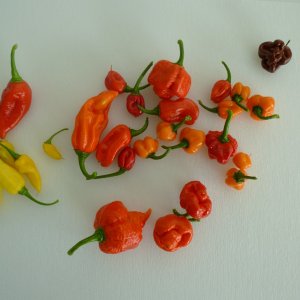 Ernte_20130818