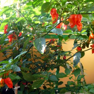 Fatalii_verkreuzt_20130828