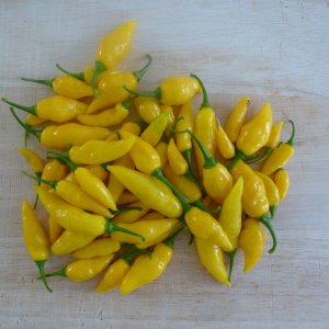 Limon_20131101