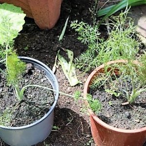 Fenchel