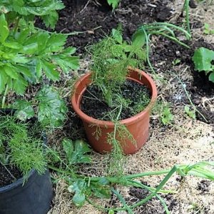 Fenchel