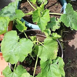 Zucchini Black beauty