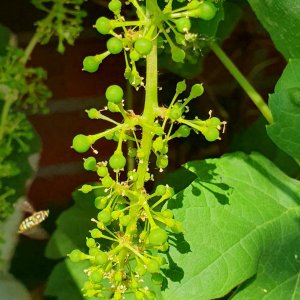 20230612_Hauswein4.JPG