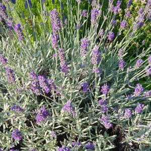 20230621_Lavendel.JPG