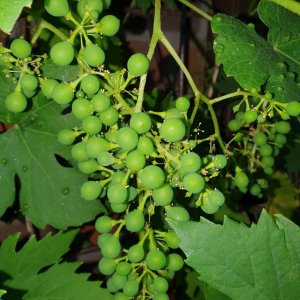 20230621_Hauswein.JPG