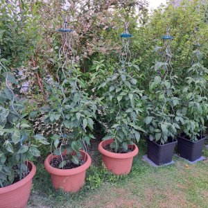 Capsicum Pubescens 230623 A 01.jpg