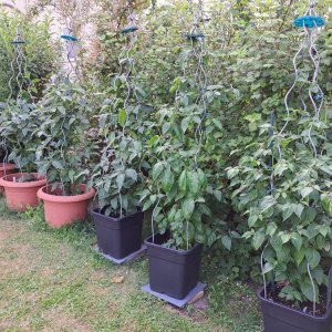 Capsicum Pubescens 230623 A  02.jpg
