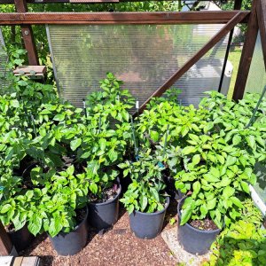 Capsicum Chinense 230623 03.jpg