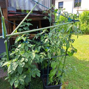 Capsicum Pubescens 230623 B 01.jpg