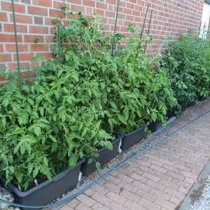 20230624_Tomatenwand.JPG