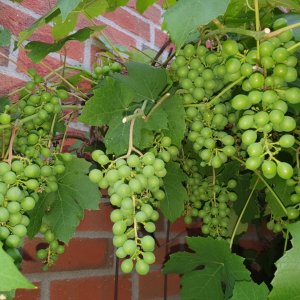 20230630_Hauswein2.JPG