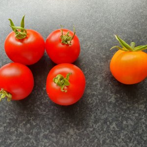20230706_Tomatenernte.JPG