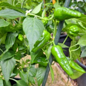 Padron 140723 02.jpg