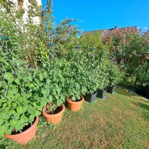 Chilipflanzen 160723 02.jpg