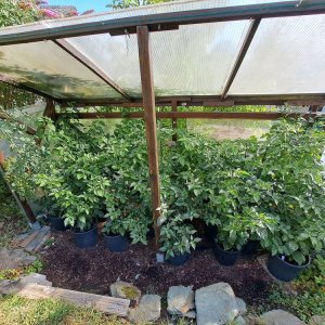 Chilipflanzen 160723 01.jpg