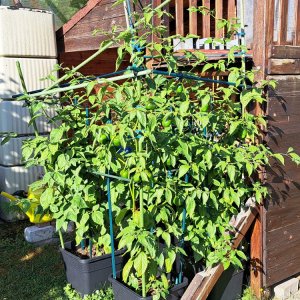 Chilipflanzen 160723 03.jpg