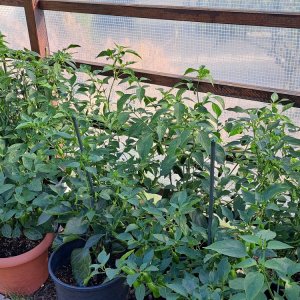 Chilipflanzen 160723 06.jpg