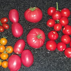 20230726_Tomatenernte.JPG