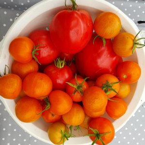 20230806_Tomatenernte3.JPG