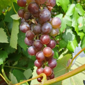 20230811_Niederrheinischer Hauswein2.JPG