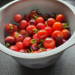 20230816_Ernte1.JPG
