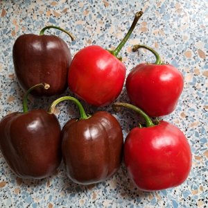 Rocoto 220823 01.jpg