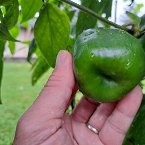 Giant Rocoto 250823 02.jpg